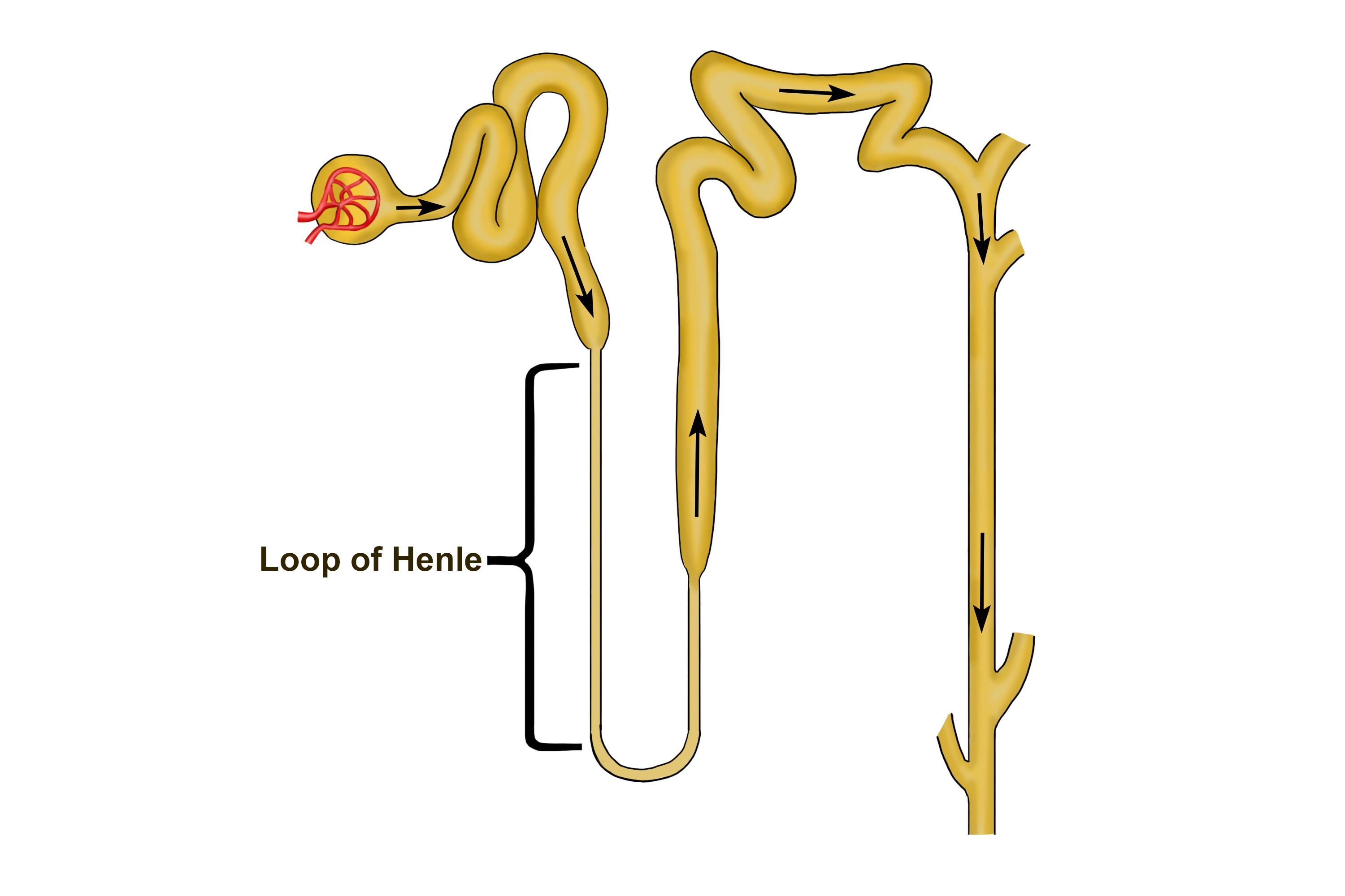 The Henle loop is where substances from the previous bends are reabsorbed back into the blood stream